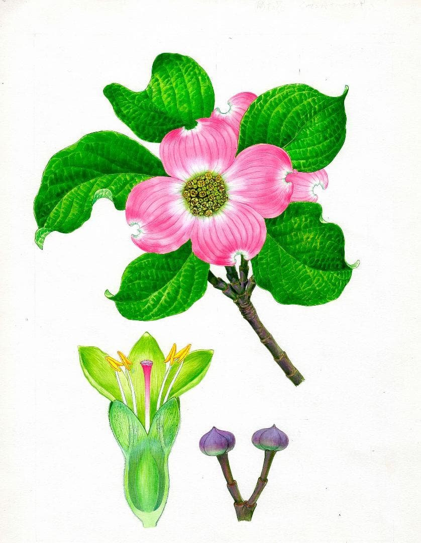 【絵画】ボタニカルアート「アメリカハナミズキ」原画