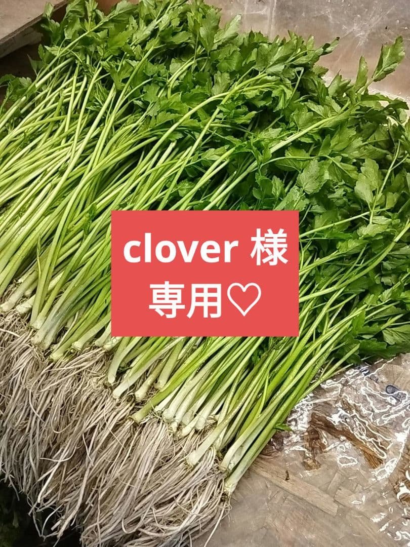 clover  12月29日 発送分