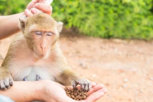 Monkey GG2 – A Complete Guide