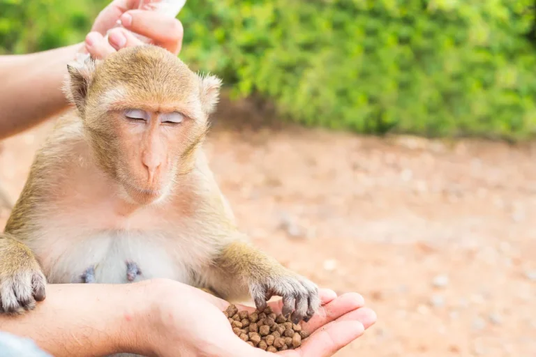 Monkey GG2 – A Complete Guide