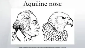 Aquiline Features – A Complete Guide